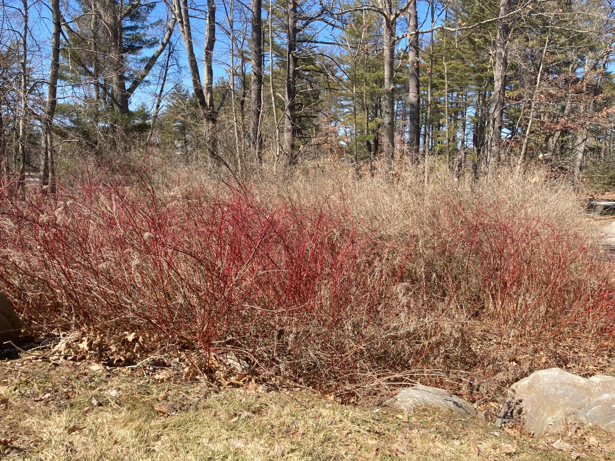 Signs of change (red&nbsp;osier)