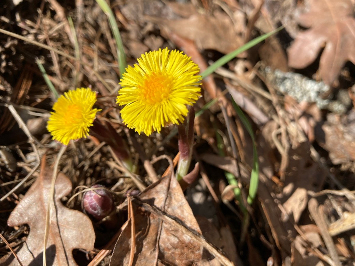 Colstfoot, bright and&nbsp;brave